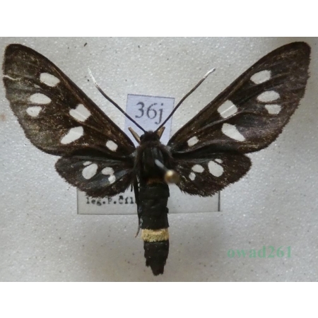 Amata phegea (Linnaeus, 1758) Oblaczek granatek Czech36j